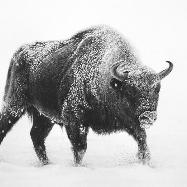 Bison d'Europe - graphite et fusain sur papier, 20x30cm, 2019