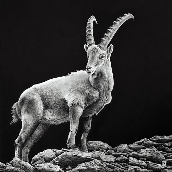 Bouquetin des Alpes - graphite et fusain sur papier, 32x32cm, 2018