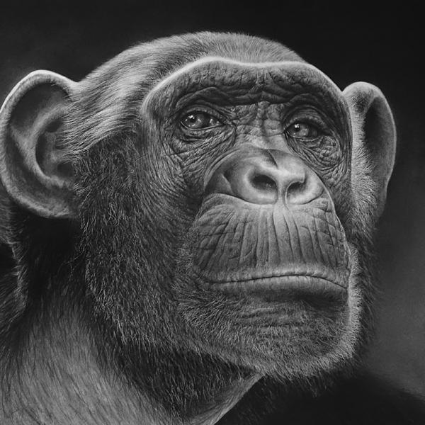 Chimpanzé (2) - graphite et fusain sur papier, 40x50 cm, 2019