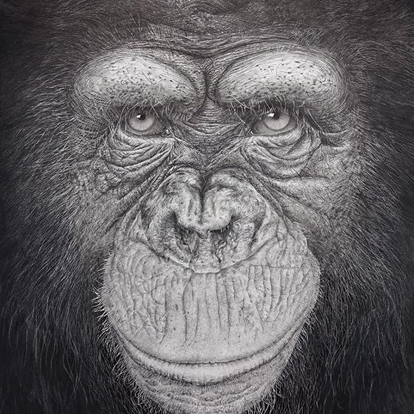 Chimpanzé - graphite et encre sur papier, 45 x 60 cm, 2018