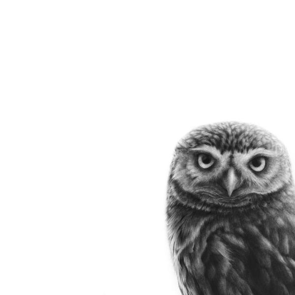 Chouette chevêche d'Athéna - graphite et fusain sur papier, 50x70 cm, 2024