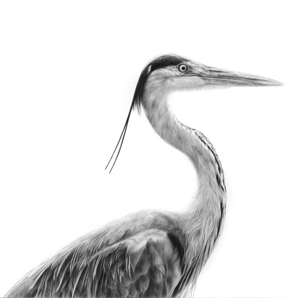 Héron cendré , portrait - graphite sur papier, 50x70 cm, 2024