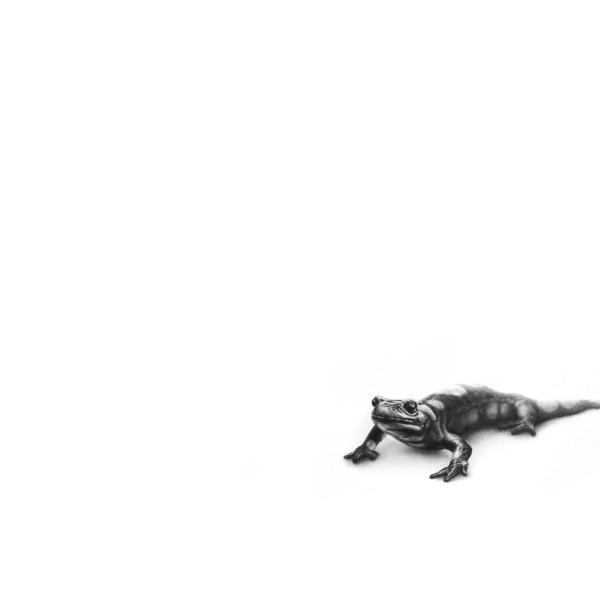 Salamandre - graphite sur papier, 50x70 cm, 2024