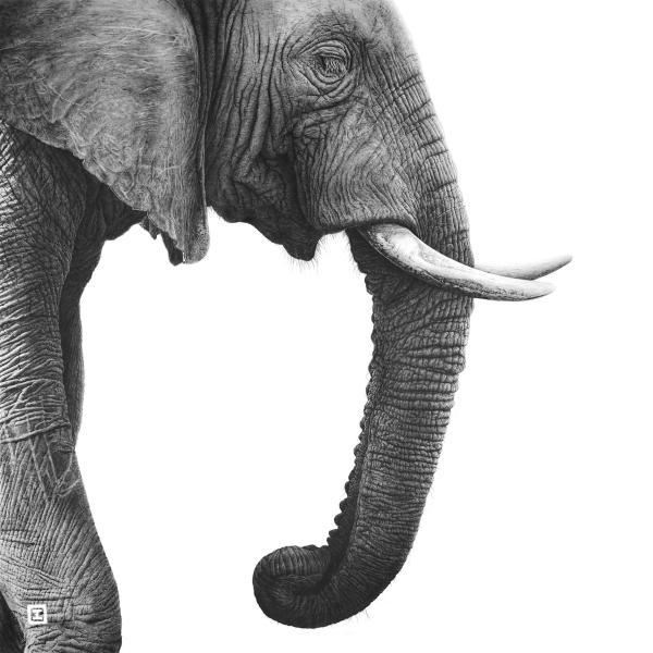 Eléphant - graphite sur papier, 80x80 cm, 2020