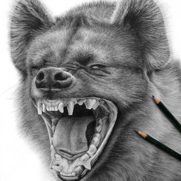 Hyène / Travail en cours - graphite sur papier, 40x50 cm, 2021