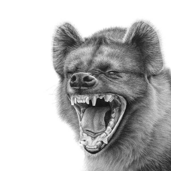 Hyène - graphite sur papier, 40x50 cm, 2021