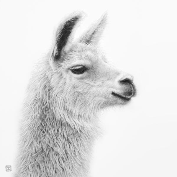 Lama - graphite sur papier, 30x30 cm, 2020
