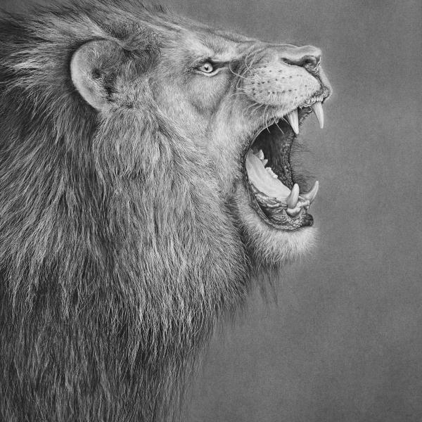 Lion - graphite et encre sur papier, 48 x 68 cm, 2017