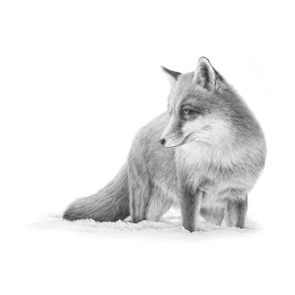 Renard - graphite sur papier, 20x30 cm, 2020