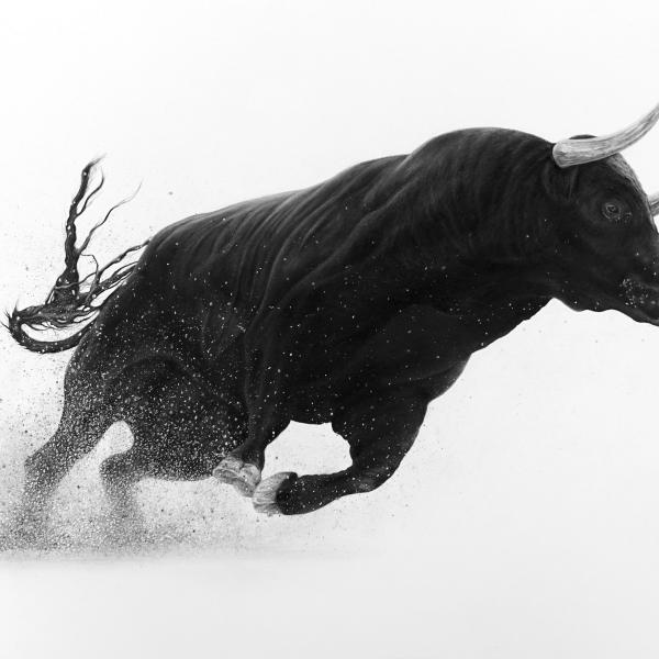 Taureau - fusain sur papier, 40x50 cm, 2019