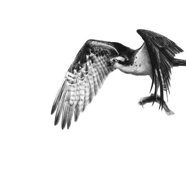 Balbuzard pêcheur - graphite sur papier, 60x80 cm, 2024