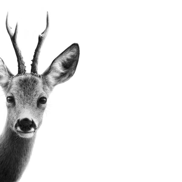 Chevreuil - graphite, fusain et encre acrylique sur papier, 50x70 cm, 2025