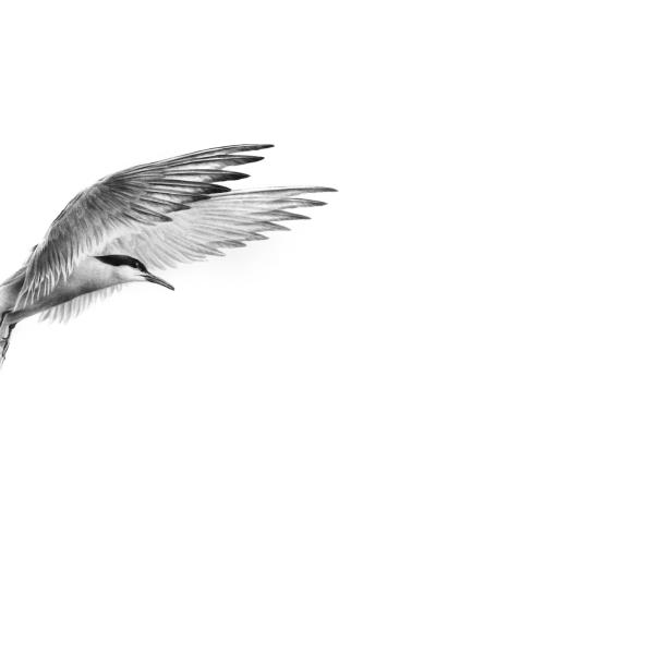 Sterne pierregarin-2 - graphite sur papier, 50x70 cm, 2024