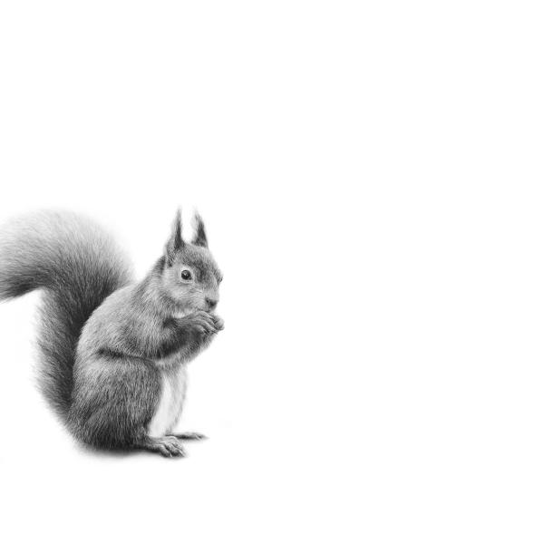 Ecureuil - graphite sur papier, 70 x 50 cm, 2025