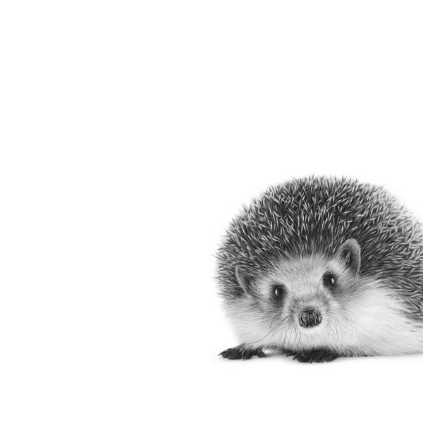 Hérisson - graphite sur papier, 50x70 cm, 2023