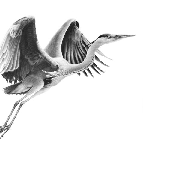Héron cendré en vol - graphite sur papier, 60x80 cm, 2024