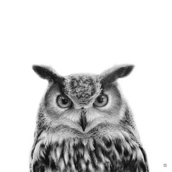 Hibou - graphite sur papier, 50x50 cm, 2023