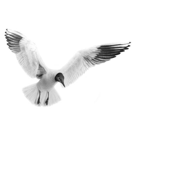 Mouette rieuse - graphite sur papier, 50x70 cm, 2024