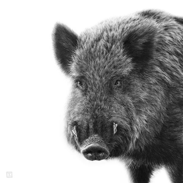 Sanglier - graphite sur papier, 50 x 50 cm, 2023