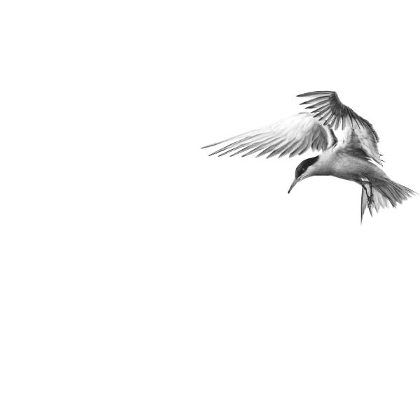 Sterne pierregarin - graphite sur papier, 50x70 cm, 2024