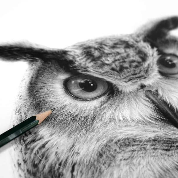 Hibou / travail en cours - graphite sur papier, 50x50 cm, 2023