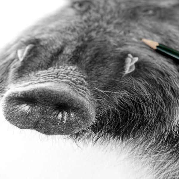 Sanglier / détail - graphite sur papier, 50 x 50 cm, 2023