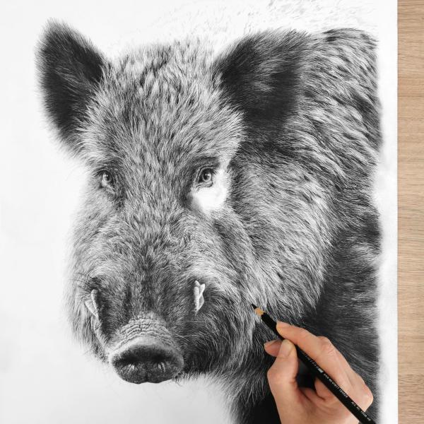 Sanglier / travail en cours - graphite sur papier, 50 x 50 cm, 2023