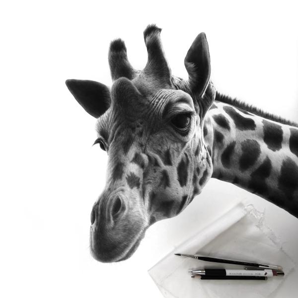 Girafe (2) / travail en cours - graphite et encre sur papier, 80x80 cm, 2020