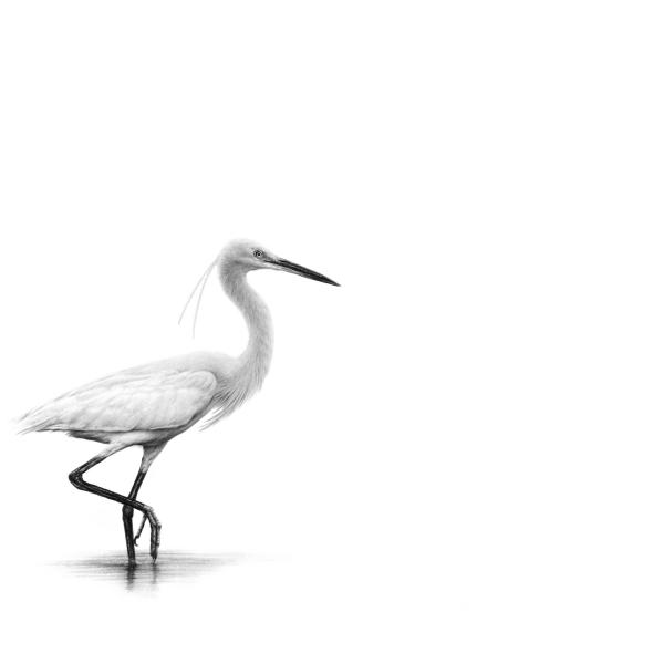 Aigrette garzette - graphite sur papier, 50x70 cm, 2024