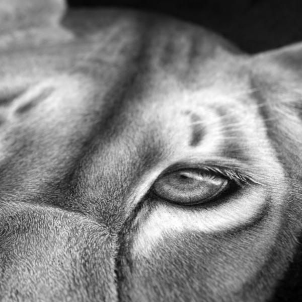 Lionne / détail, graphite et fusain sur papier, 40x40cm, 2018