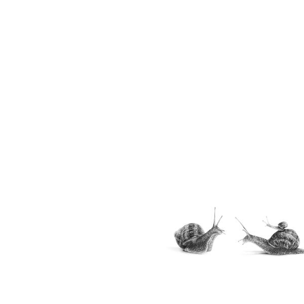 Escargots - graphite sur papier, 70 x 50 cm, 2023