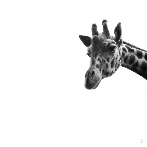 Girafe (2) - graphite et encre sur papier, 80x80 cm, 2020