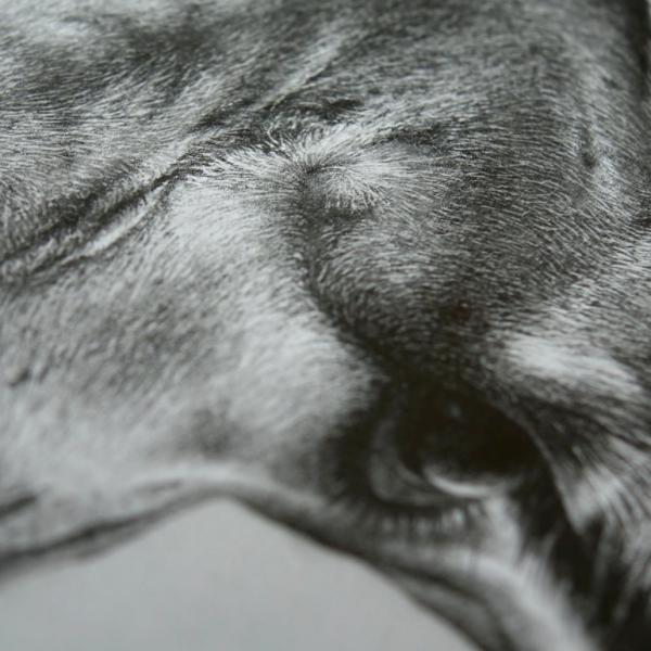 Girafe / détail - graphite et fusain sur papier, 40x60 cm, 2018