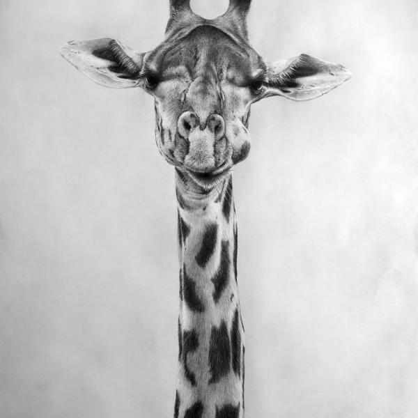Girafe - graphite et fusain sur papier, 40x60 cm, 2018