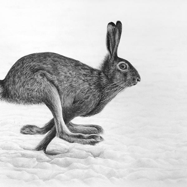 Lièvre brun dans la neige - graphite et encre sur papier, 20x30 cm, 2019