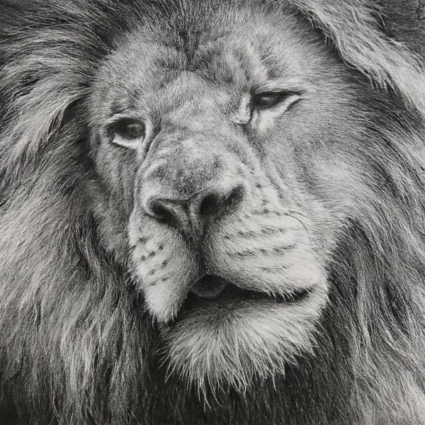 Lion - graphite sur papier, 20x20 cm, 2018