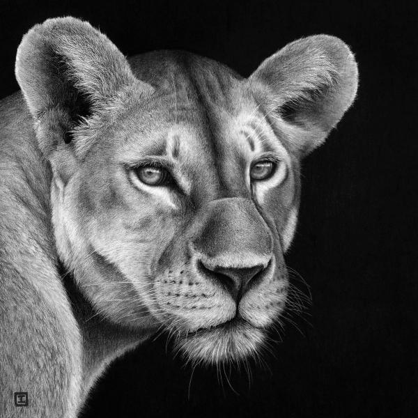 Lionne - graphite et fusain sur papier, 40x40cm, 2018