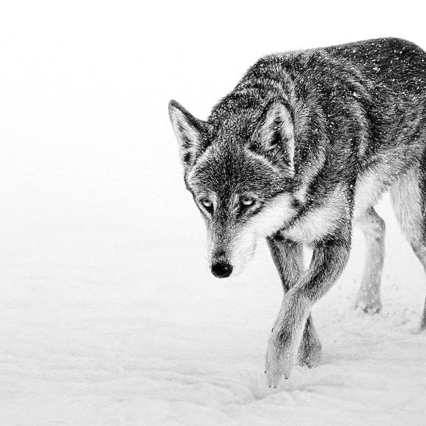 Loup gris en hiver- graphite et fusain sur papier, 20x30cm, 2019