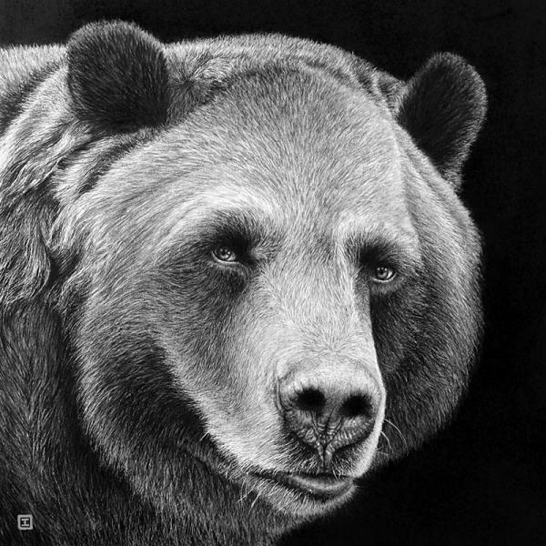 Ours des Pyrénées - fusain et encre sur papier, 32x32 cm, 2019