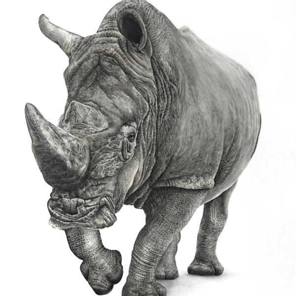 Rhinocéros - graphite, encre et aquarelle sur papier, 55 x 75 cm, 2017