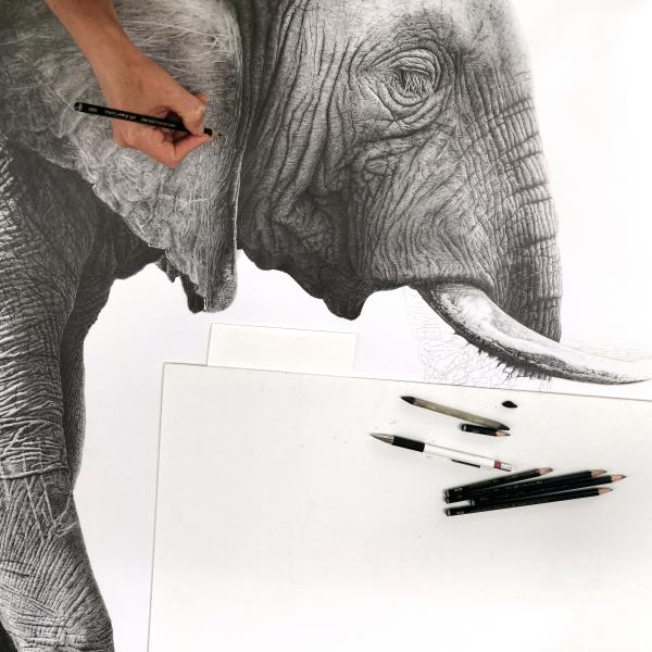 Eléphant / travail en cours - graphite sur papier, 80x80 cm, 2020