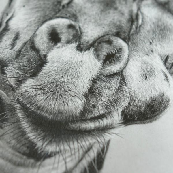Girafe / détail - graphite et fusain sur papier, 40x60 cm, 2018